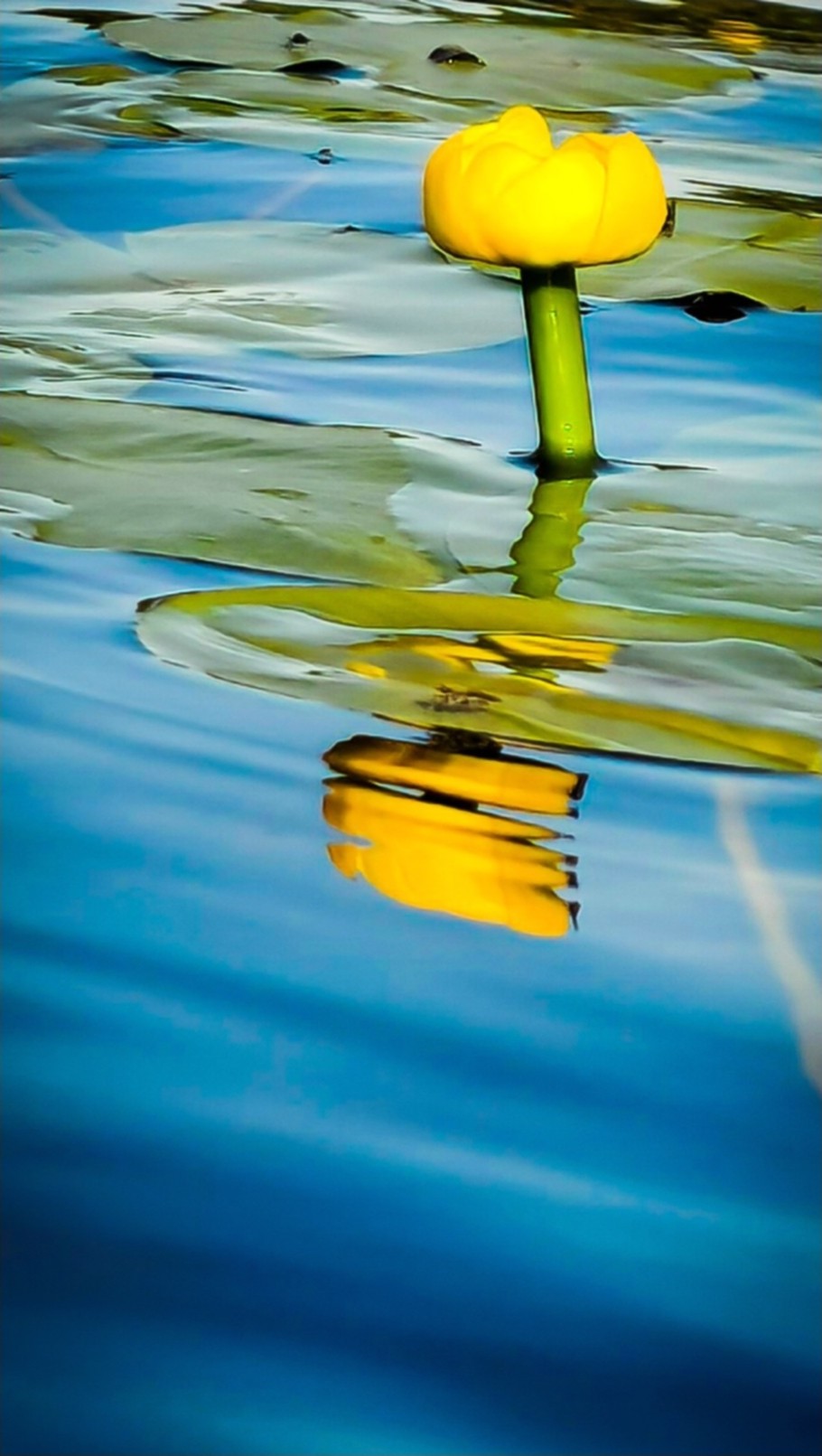 Flower Reflection