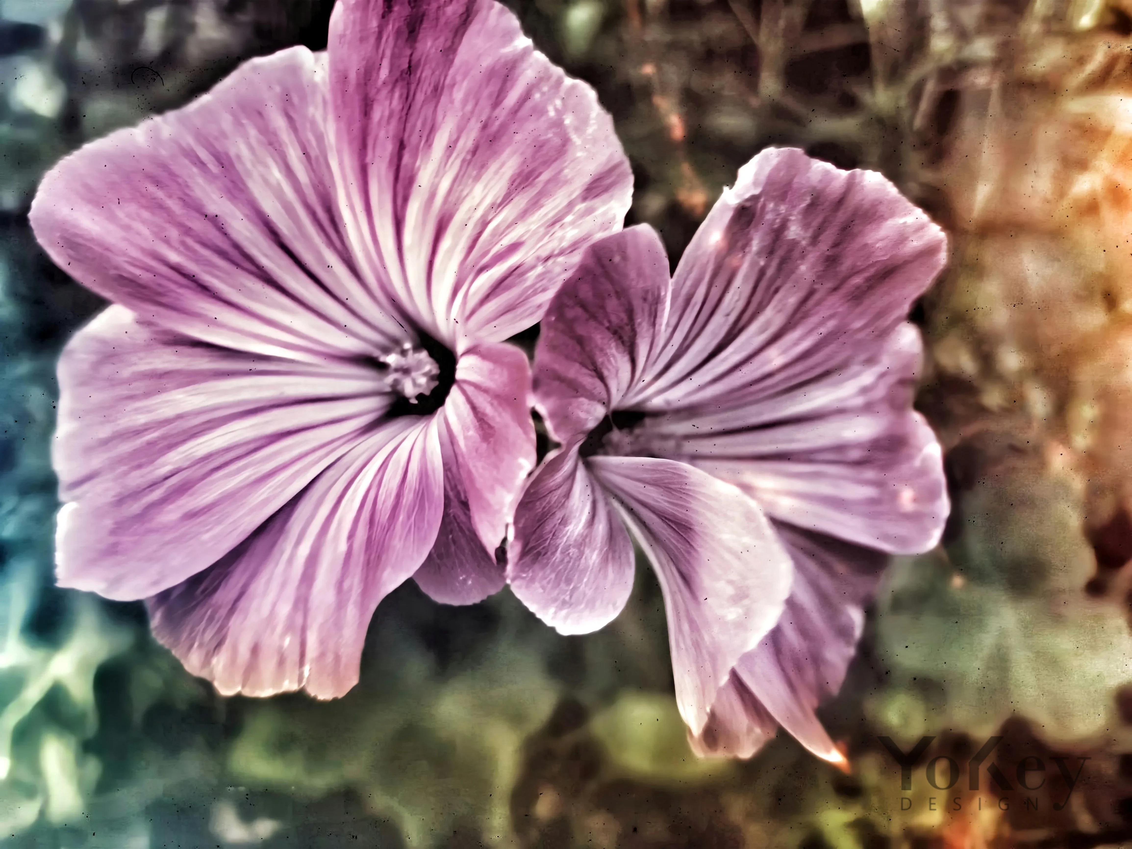 Malva
