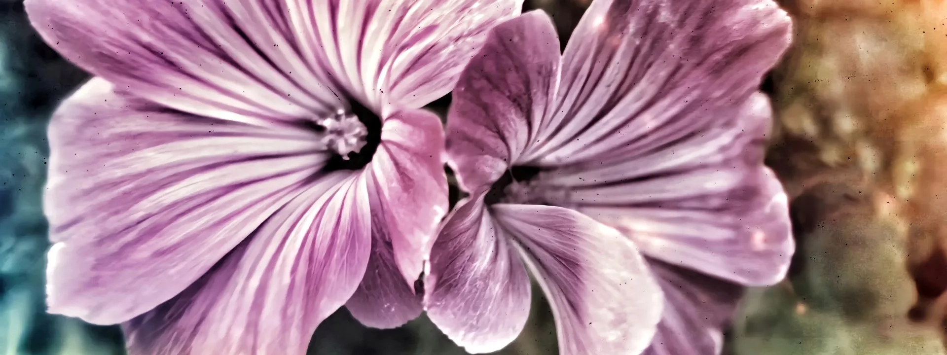 Malva