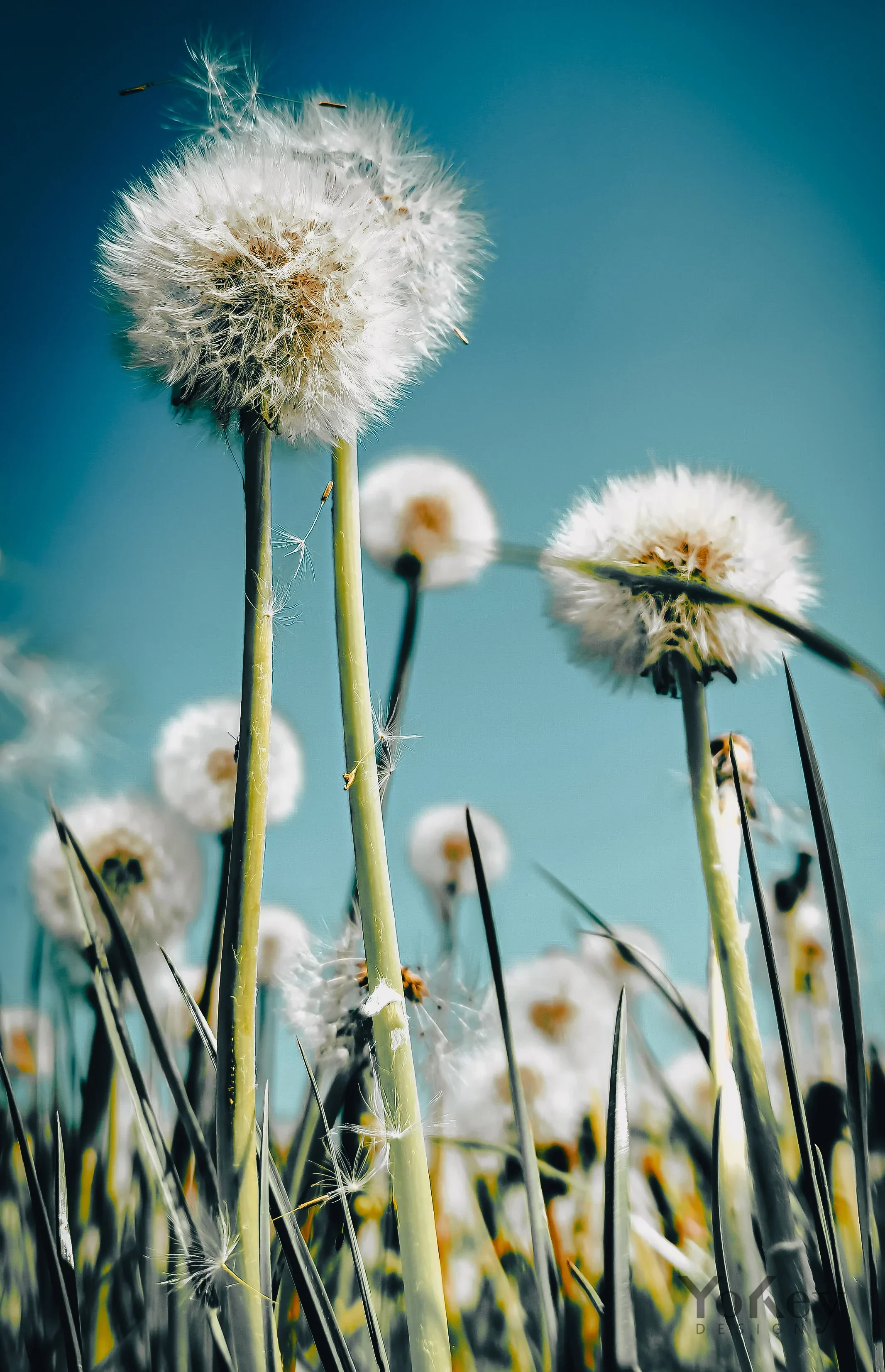 Dandelions