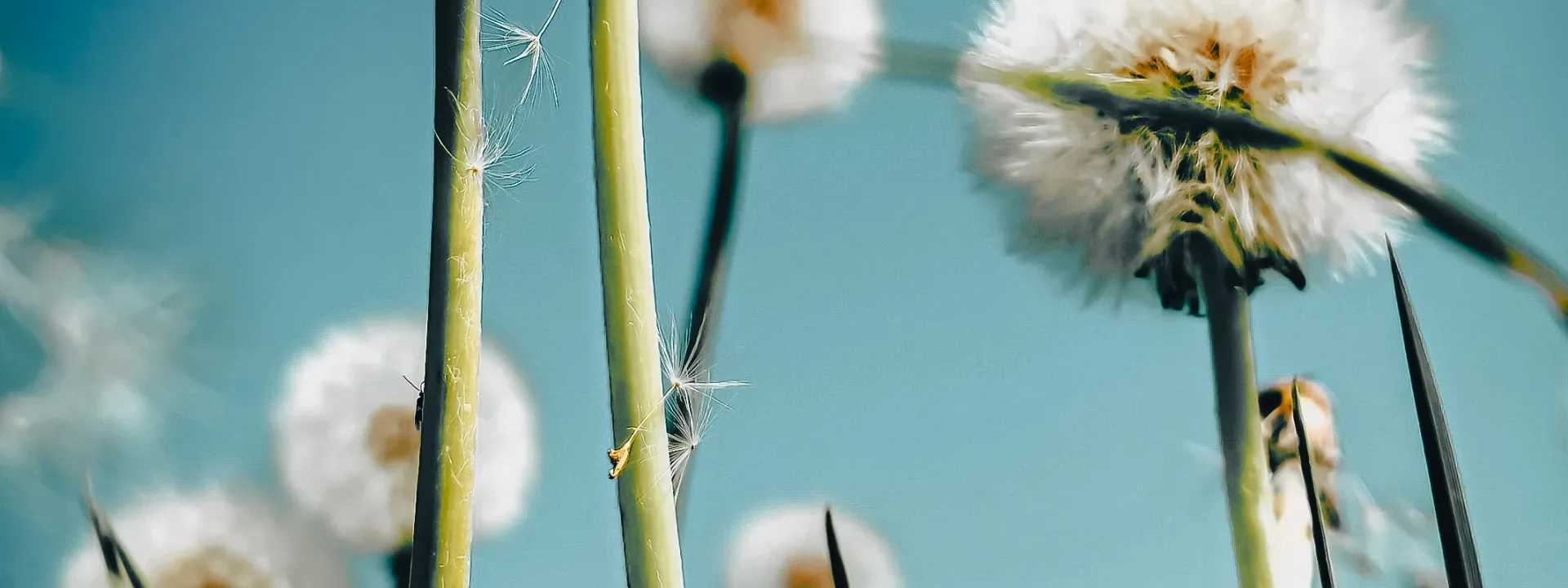 Dandelions