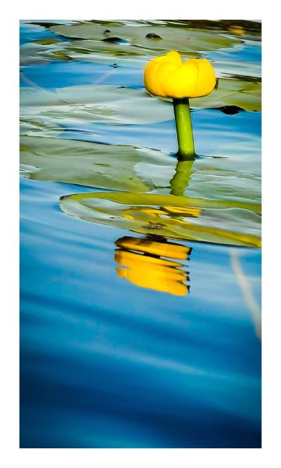 Flower Reflection