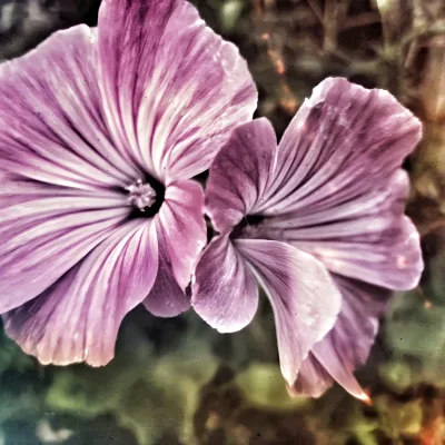 Malva