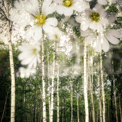 BjörkBlomster